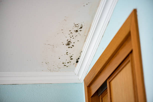 Best Residential Mold Removal  in Mcconnelsville, OH