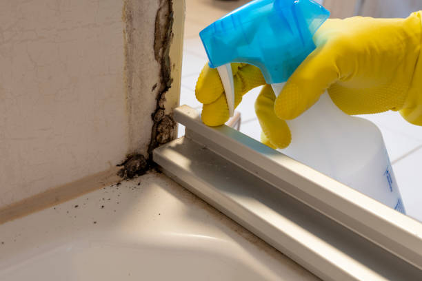 Best Same-Day Mold Removal  in Mcconnelsville, OH