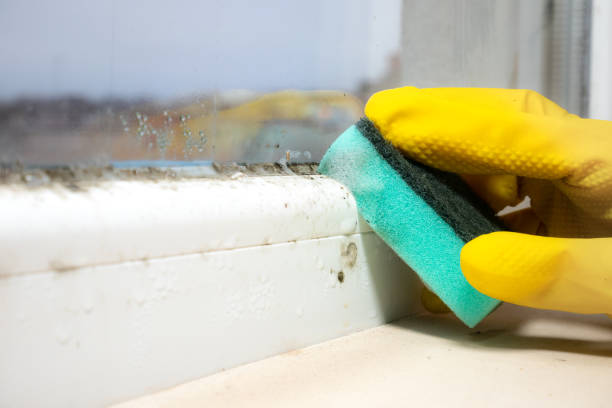 Certified Mold Removal in Mcconnelsville, OH