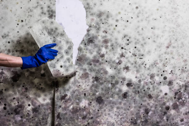 Best Affordable Mold Removal  in Mcconnelsville, OH