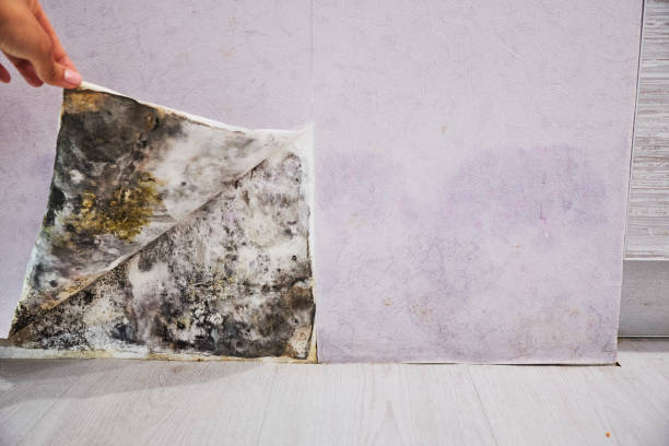 Best Attic Mold Removal  in Mcconnelsville, OH